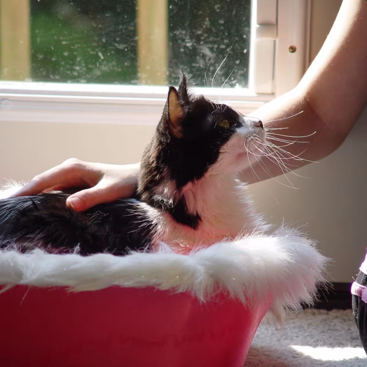 Apply to Foster