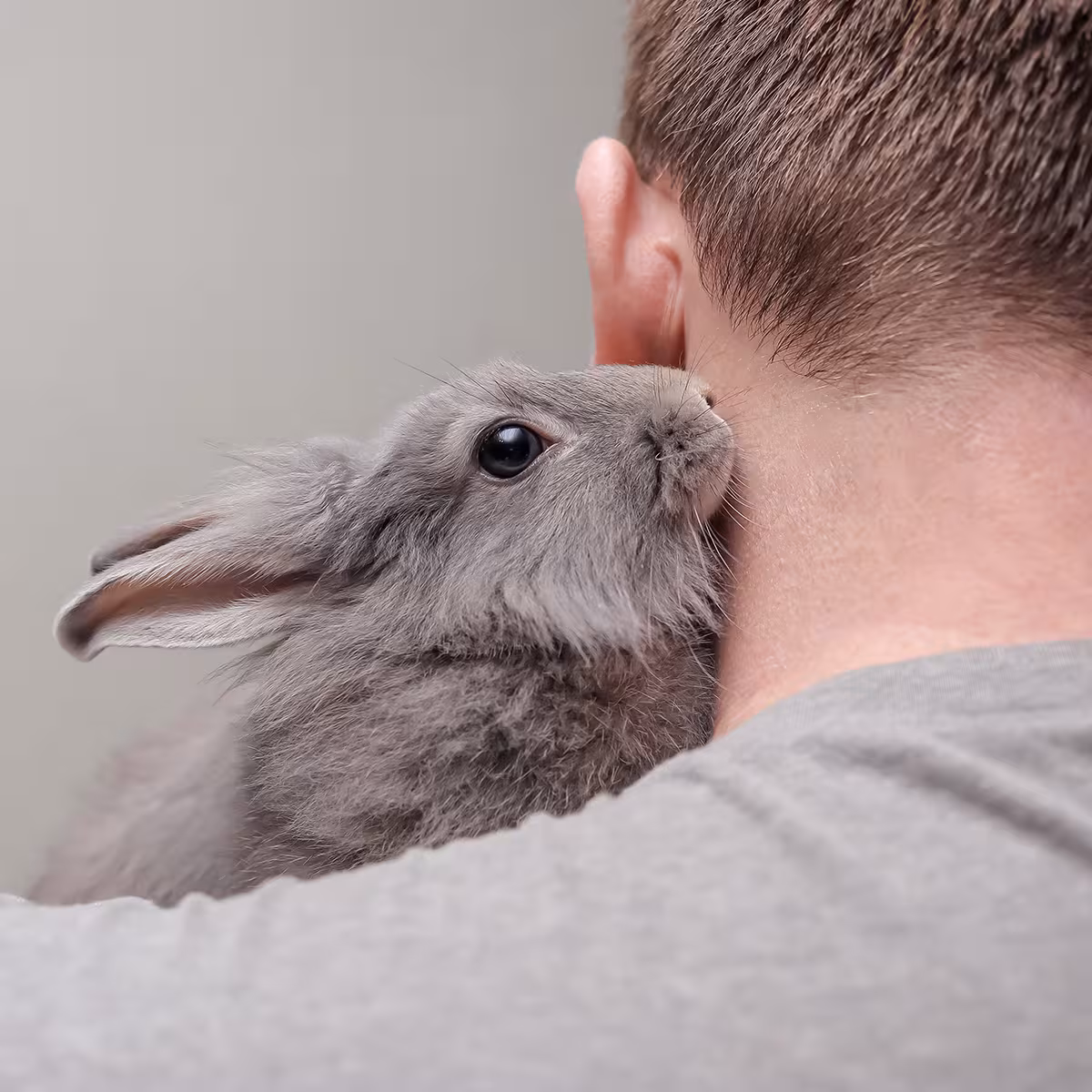 Become a Pet Foster Carer
